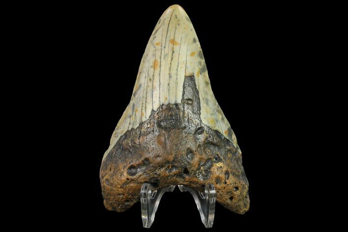 Bargain, Fossil Megalodon Tooth - North Carolina #131575